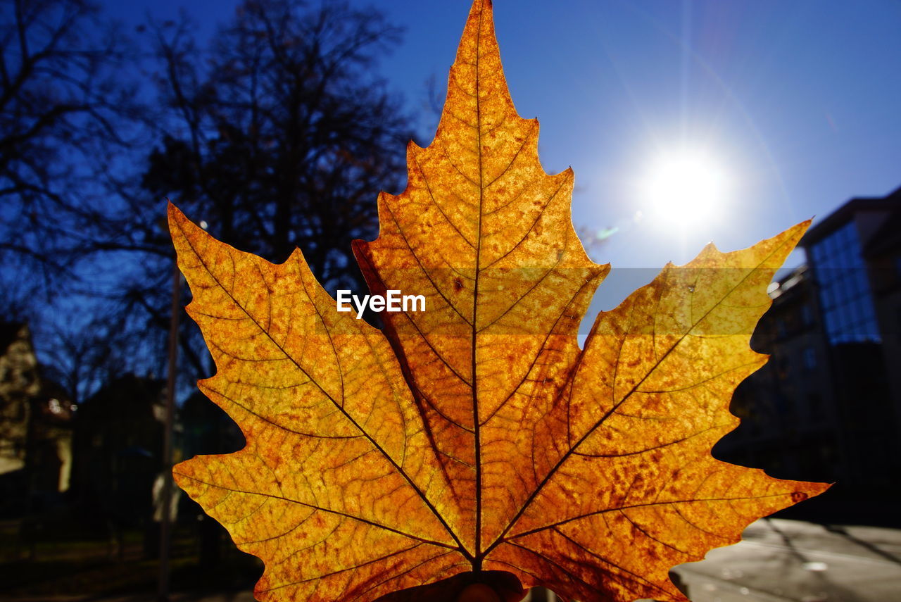 Maple leaf against sky on sunny day