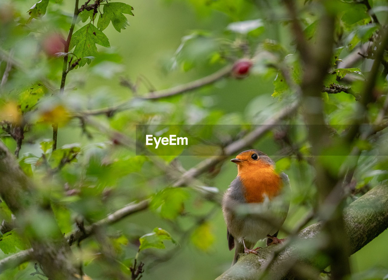 BIRD PERCHING ON BRANCH