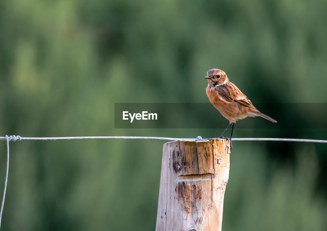 Close-up of bird perching on wooden post