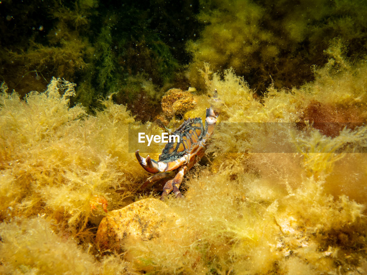 An orange crab in yellow seaweed. scuba diving in oresund, the water between sweden and denmark