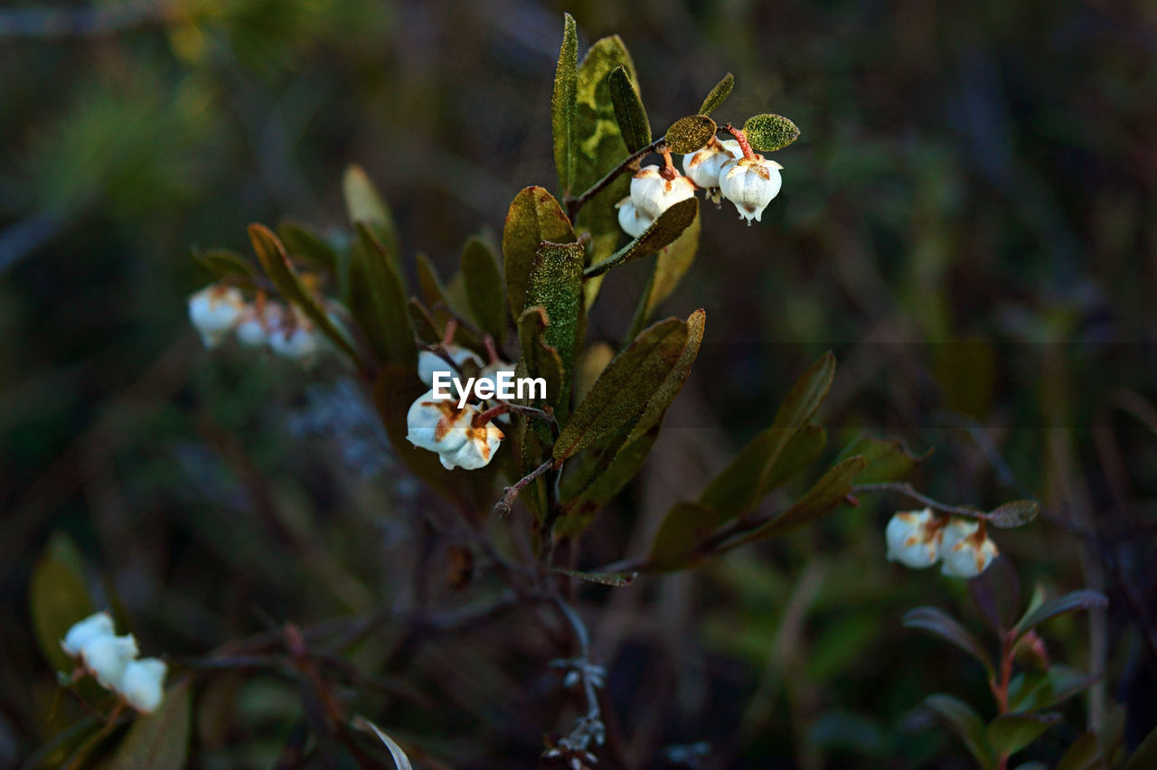 Close-up of plant