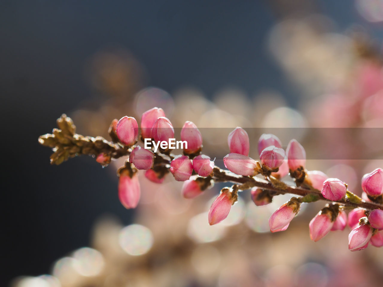 CLOSE-UP OF PINK CHERRY BLOSSOM AGAINST BLURRED BACKGROUND