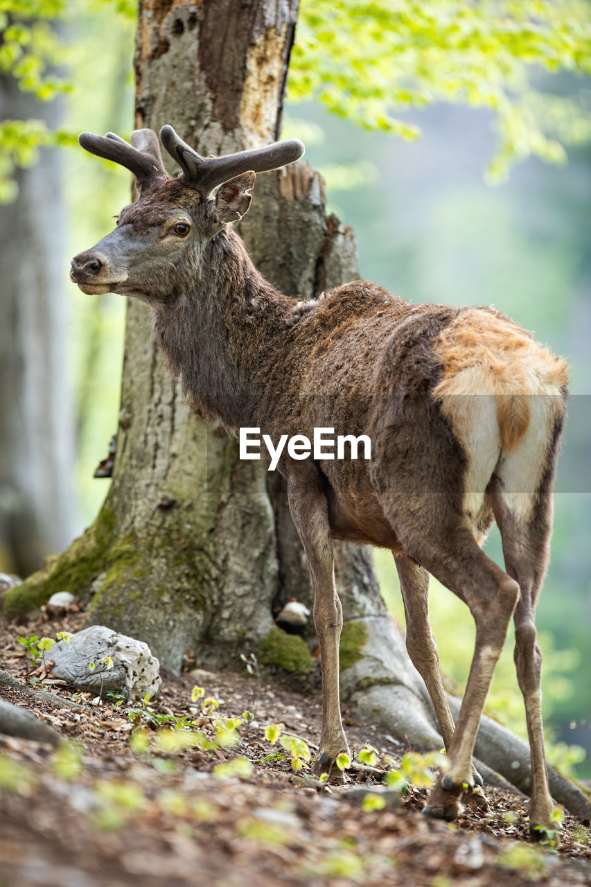 DEER STANDING IN A FIELD