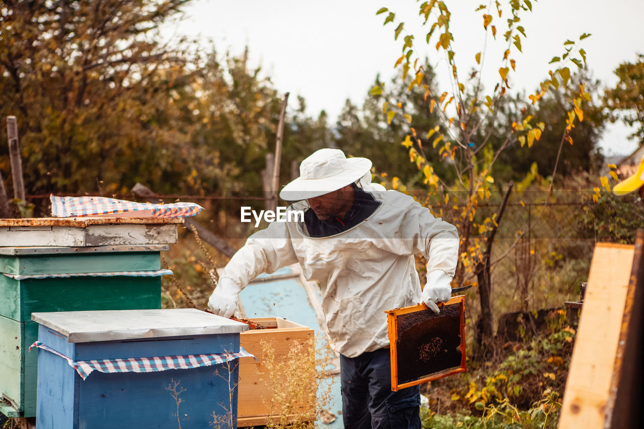 Beekeeper works with bee hives