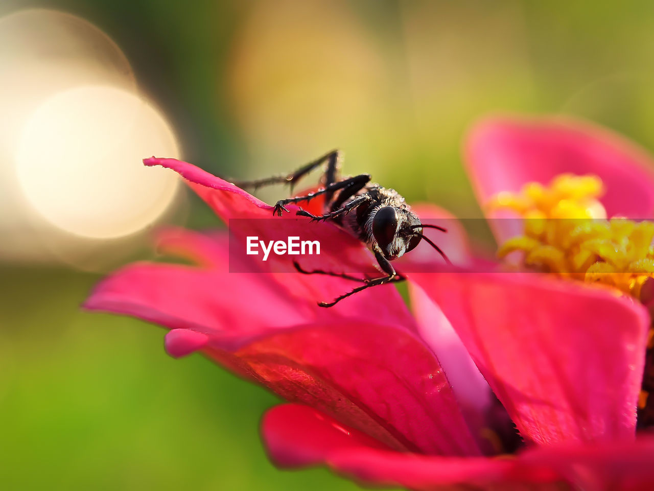 CLOSE-UP OF INSECT ON FLOWER