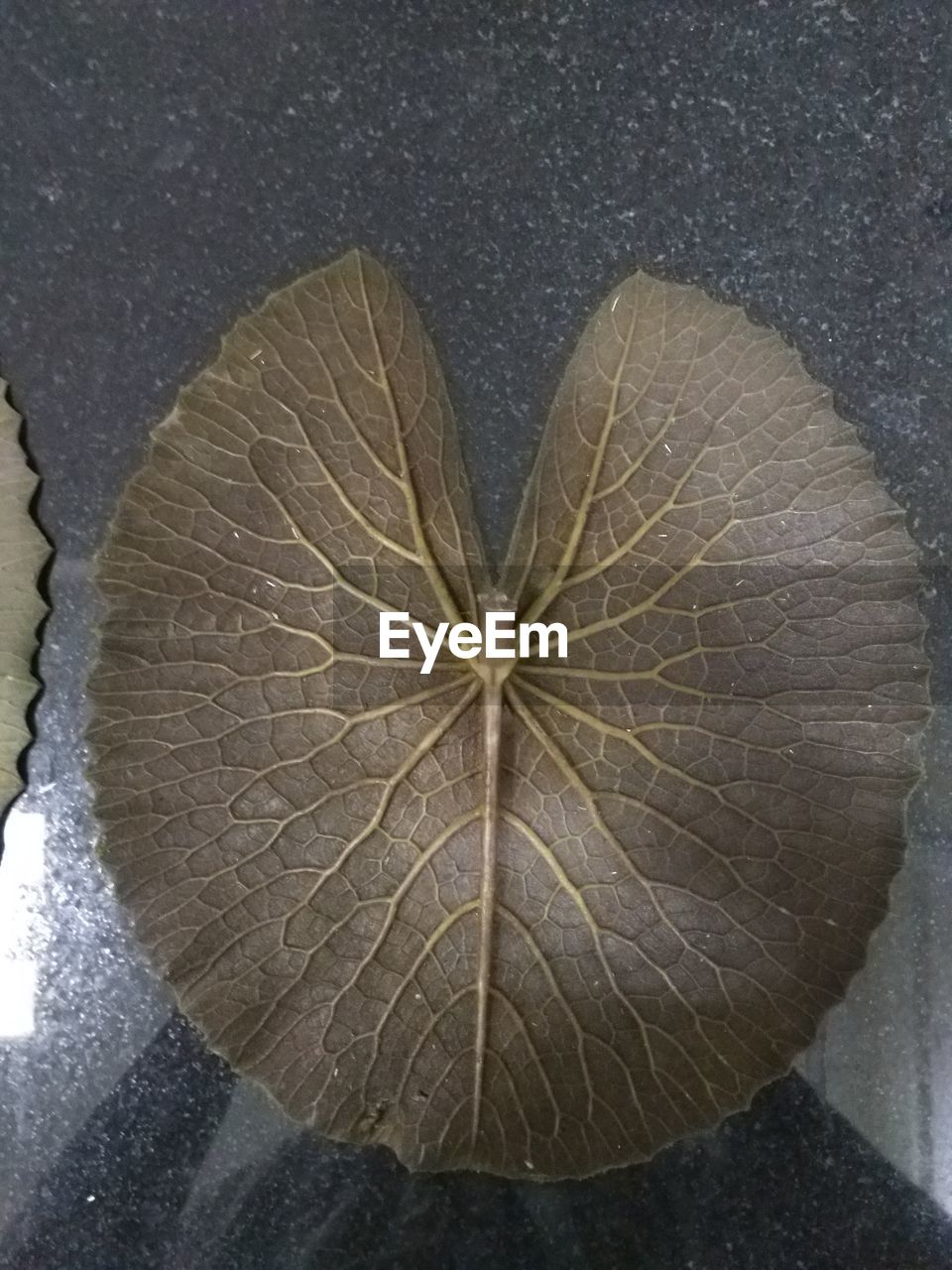 leaf, no people, nature, close-up, high angle view, outdoors, circle, directly above, pattern, textured, plant part, water