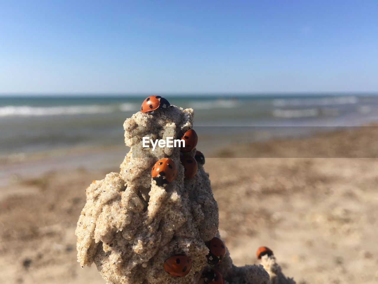 Close-up of rock on beach against sky