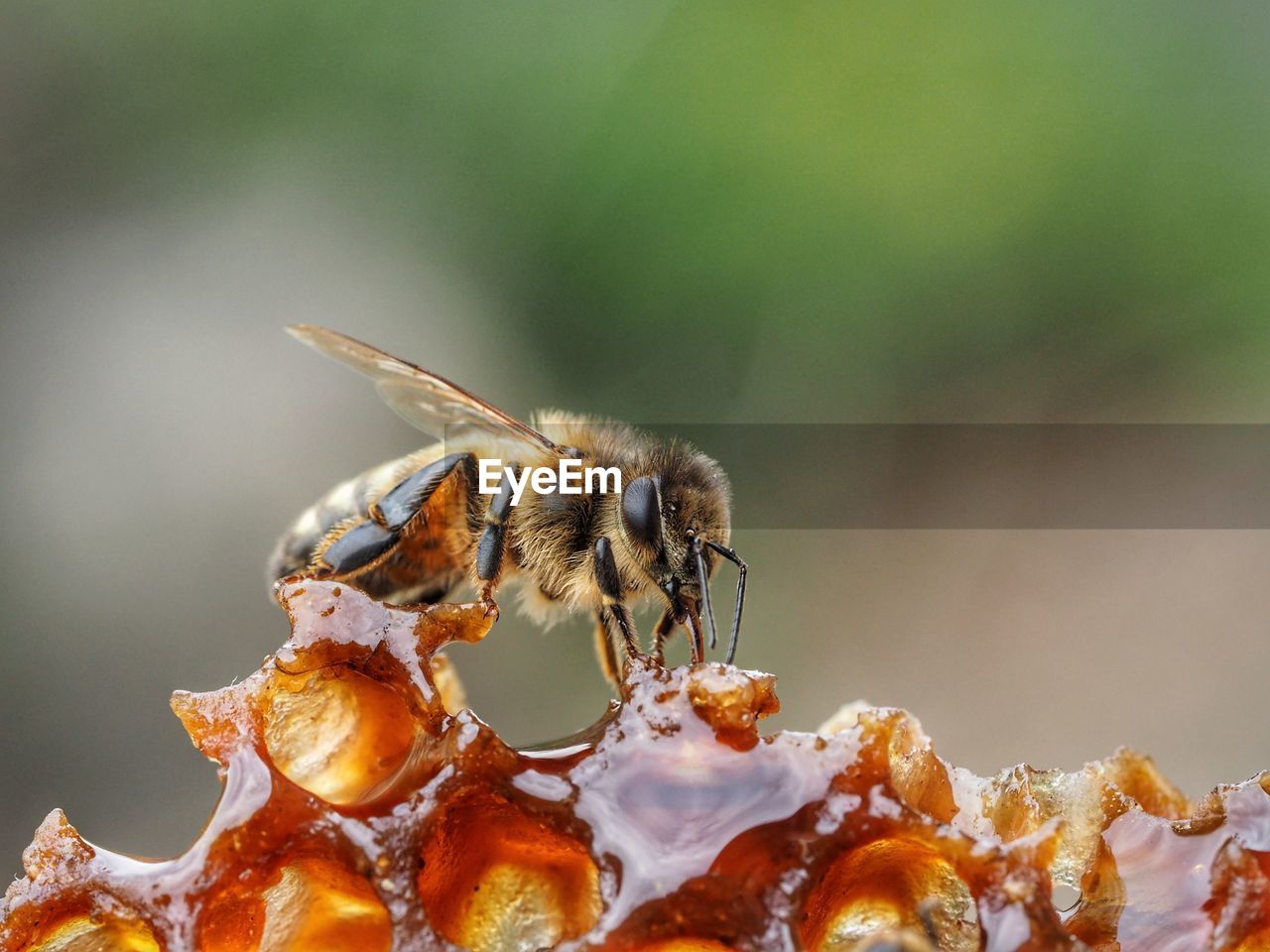 Close-up of bee on honeycomb.