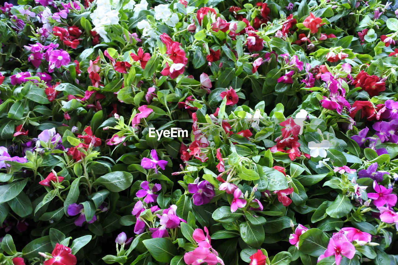 Close-up of pink flowering plants