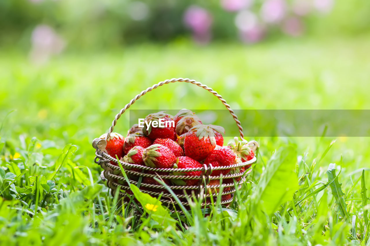 close-up of strawberries on grass