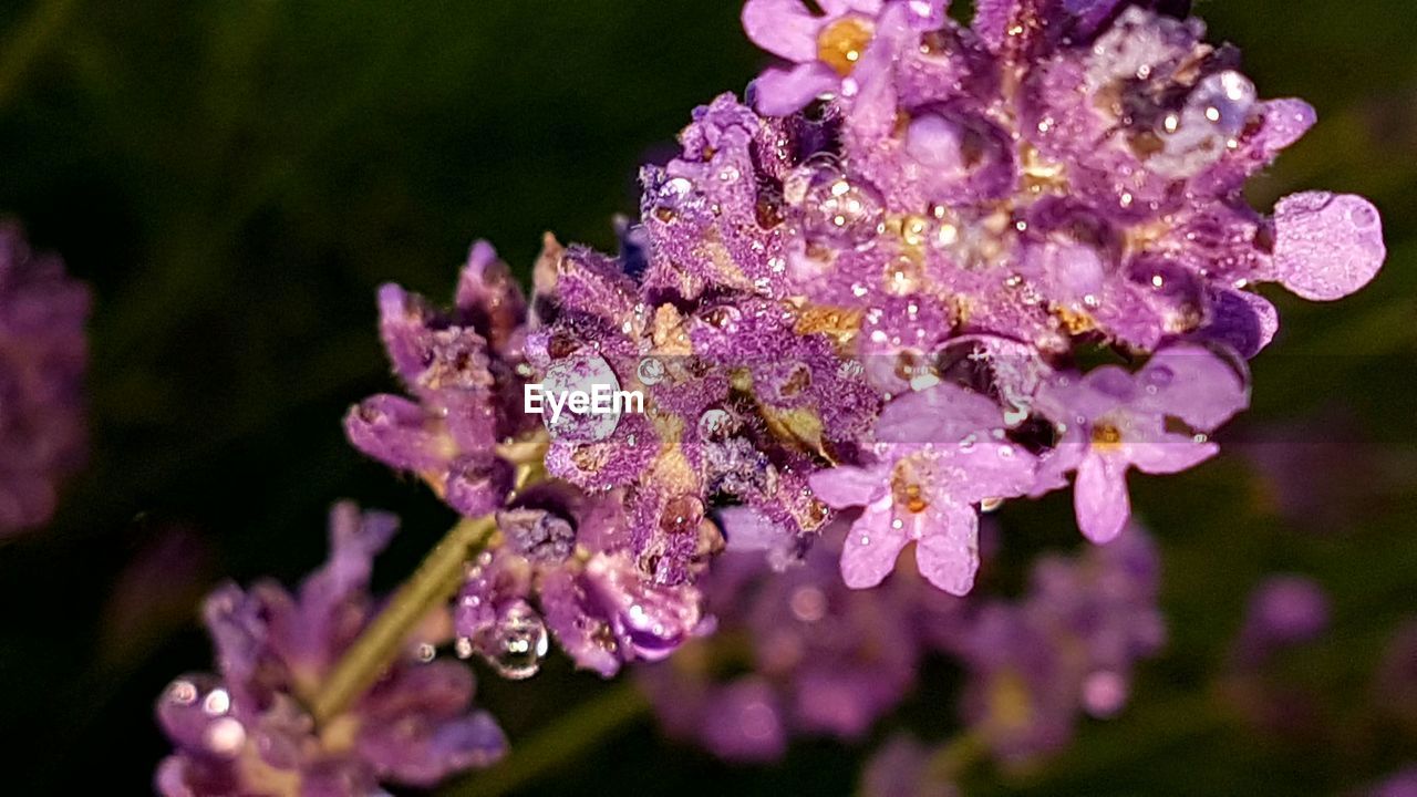 CLOSE-UP OF WATER DROPS ON PURPLE FLOWERS