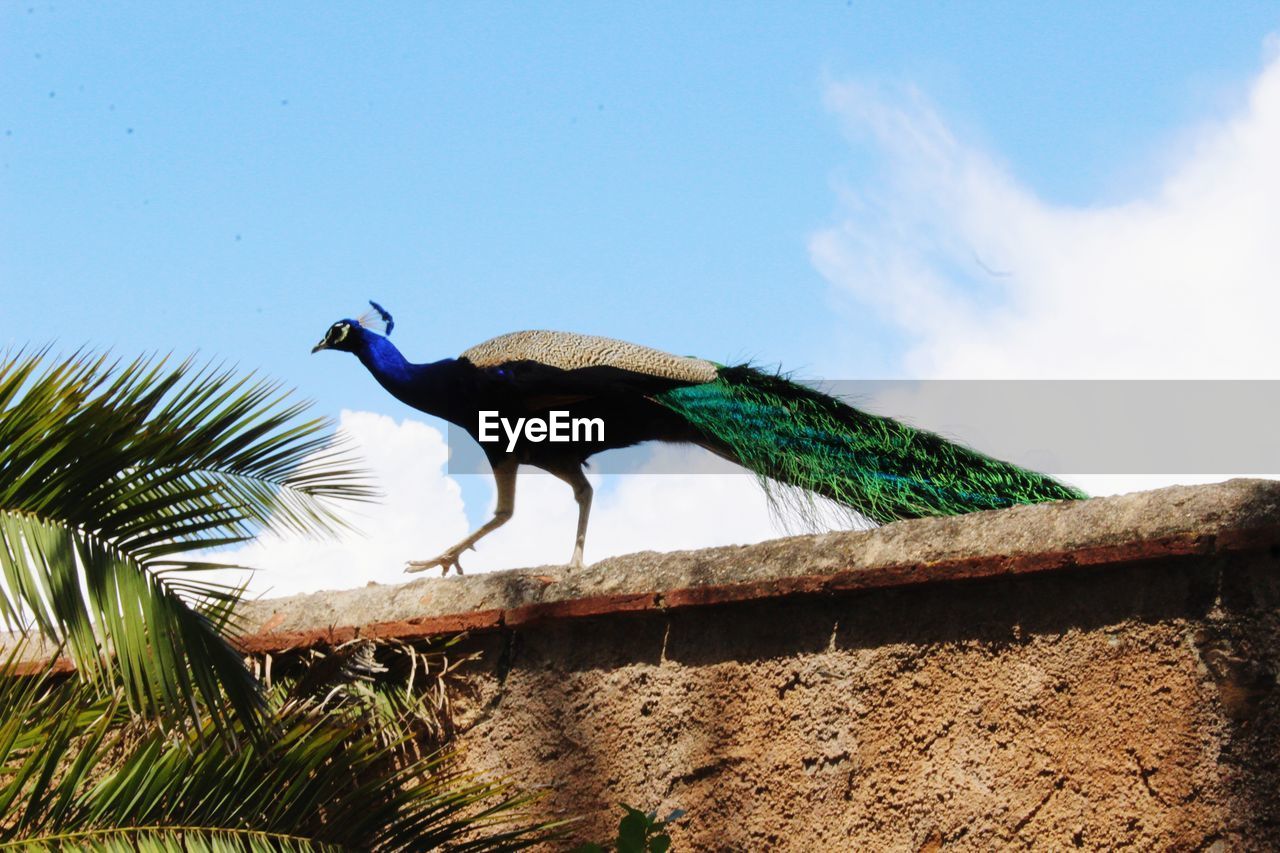 Low angle view of a bird against the sky