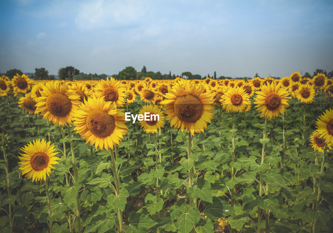 plant, flower, flowering plant, sunflower, freshness, sky, beauty in nature, landscape, nature, flower head, growth, yellow, field, land, cloud, rural scene, environment, inflorescence, agriculture, fragility, petal, no people, scenics - nature, abundance, horizon over land, horizon, crop, plant part, leaf, summer, tranquility, sunlight, farm, botany, wildflower, outdoors, non-urban scene, blossom, idyllic, day, springtime, plain, pollen, meadow, tranquil scene, asterales, grass, close-up, green, vibrant color, urban skyline, blue, travel, landscaped, multi colored, sun, clear sky, copy space, tree, backgrounds, gold, environmental conservation