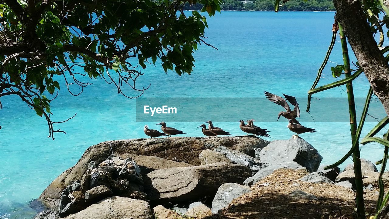 Birds perching on rocks by sea