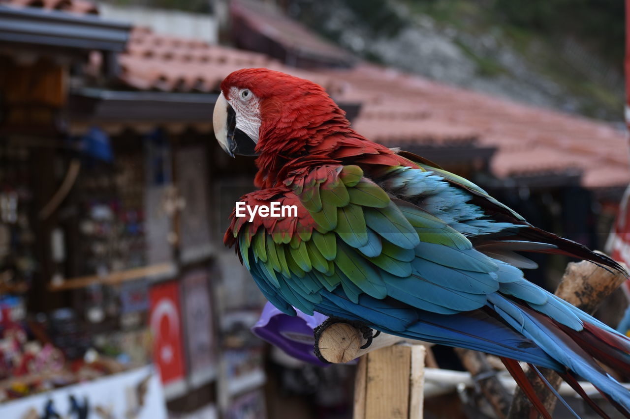 Close-up of parrot perching on wood