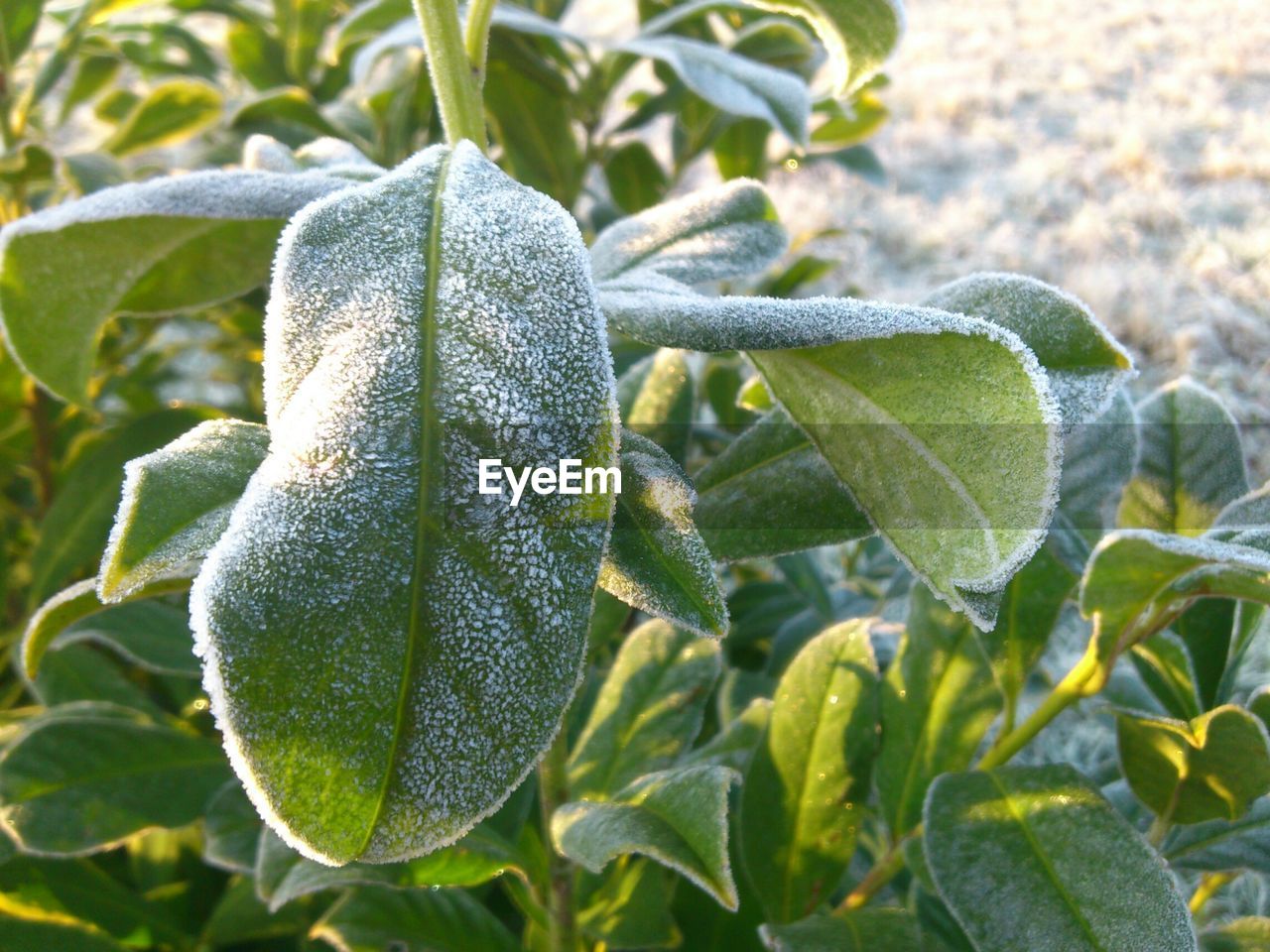 Close-up of frozen leaves