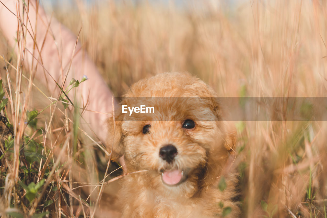 Puppy dog poodle in grass