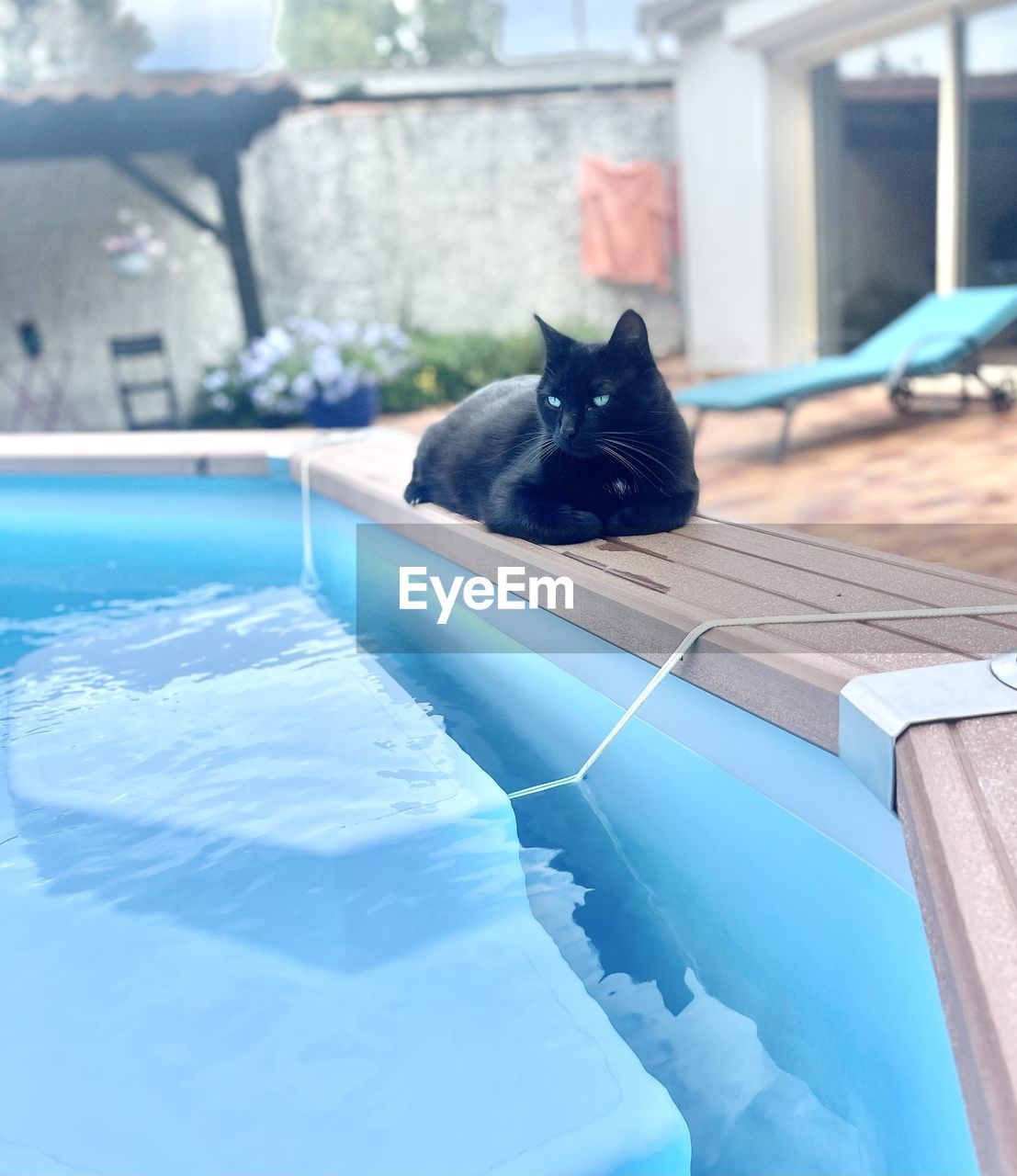 mammal, pet, domestic animals, animal, animal themes, one animal, blue, swimming pool, relaxation, cat, domestic cat, poolside, water, day, feline, nature, no people, architecture, portrait, outdoors, building exterior, canine, dog, window