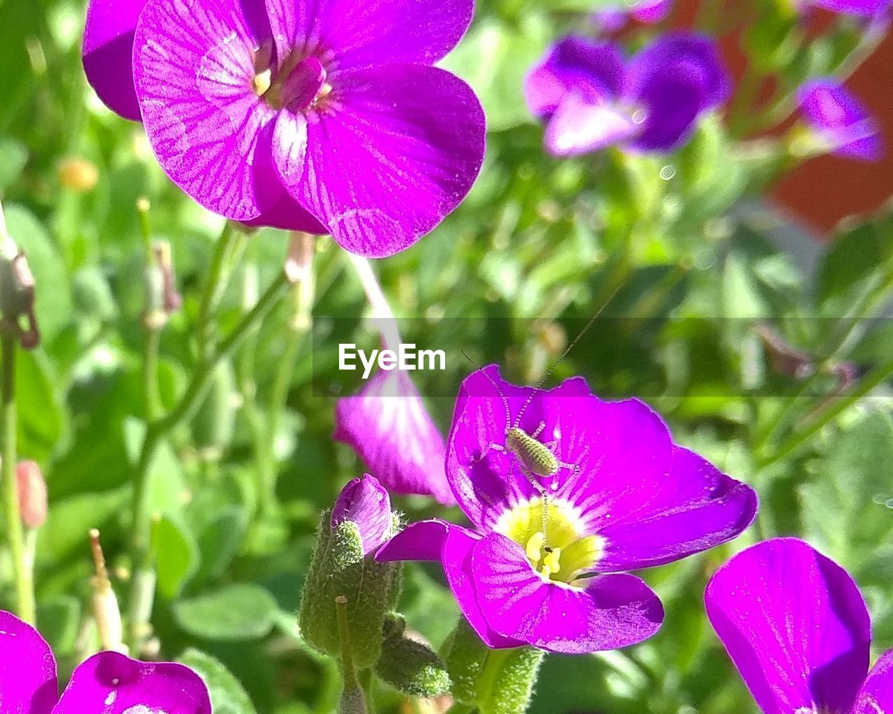 CLOSE-UP OF PINK FLOWER