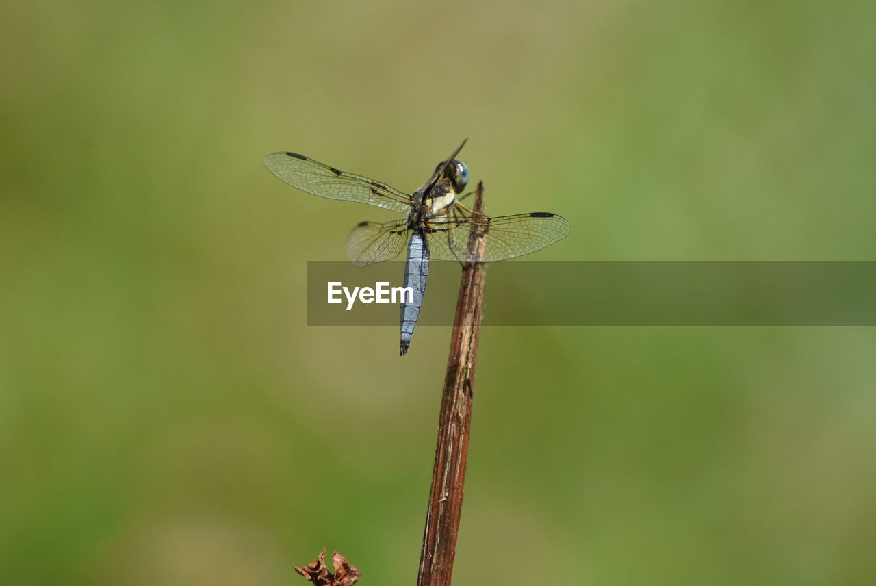 DRAGONFLY ON PLANT