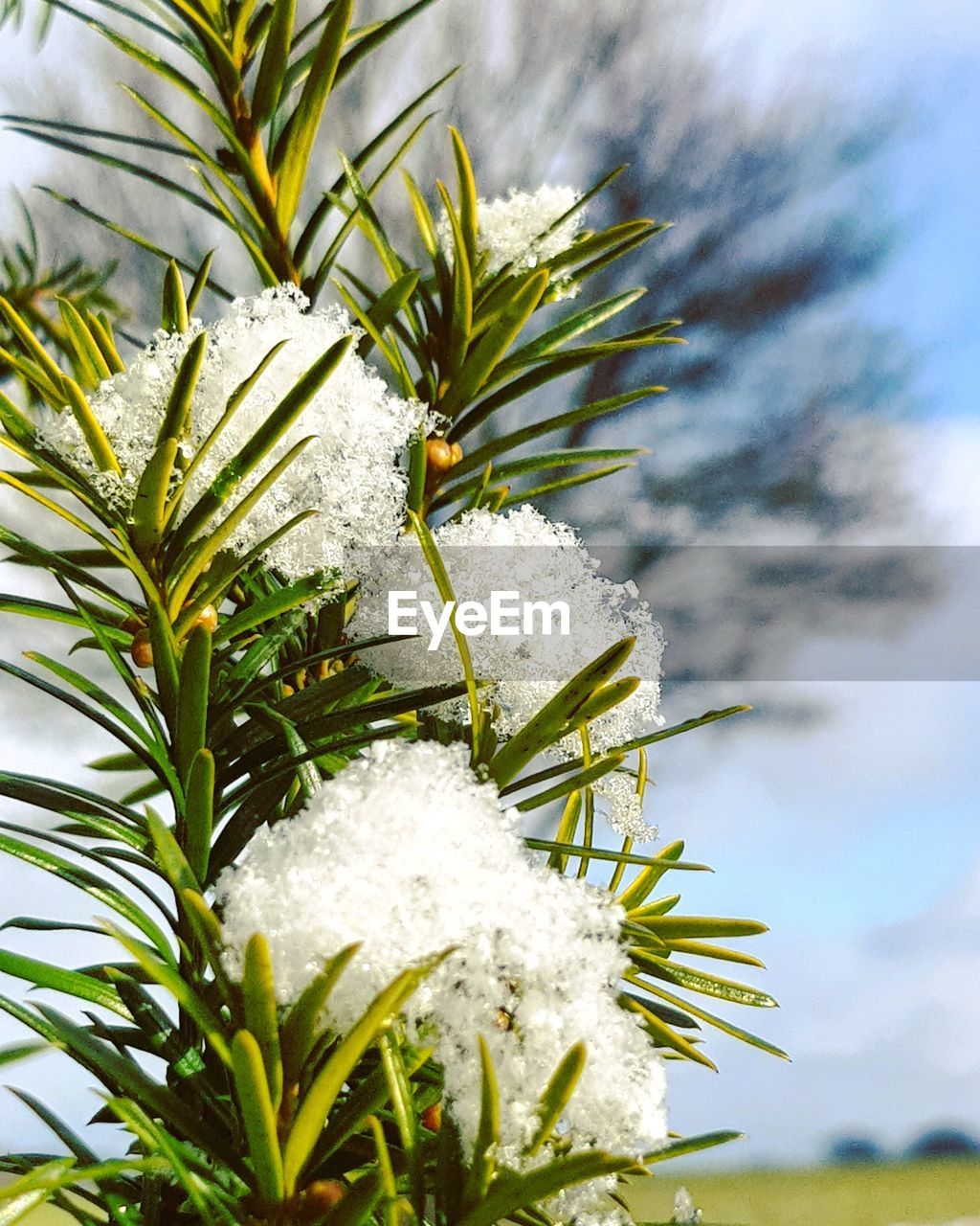 CLOSE-UP OF PINE TREE WITH SNOW