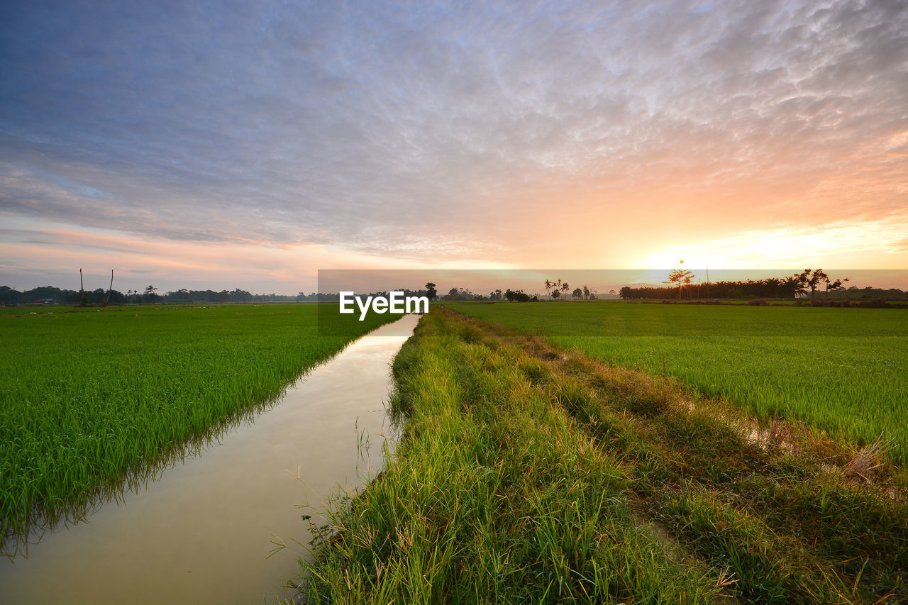 Scenic view of rice paddy against cloudy sky during sunrise