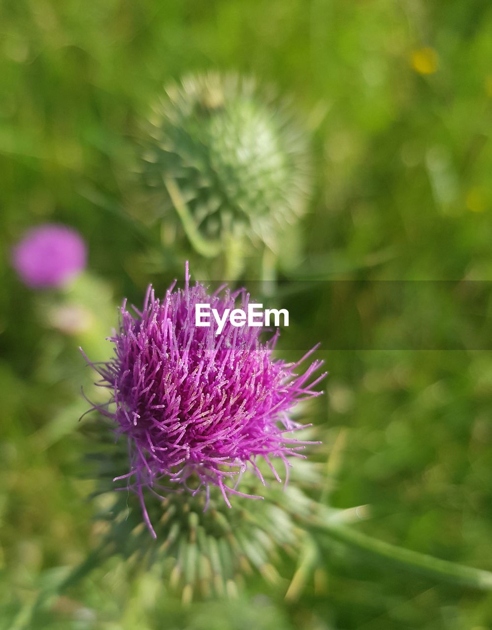 Close-up of pink thistle flower