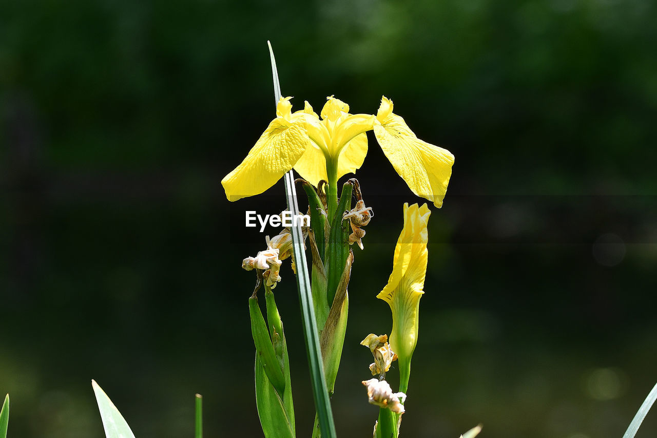 CLOSE-UP OF YELLOW FLOWERING PLANT LEAF