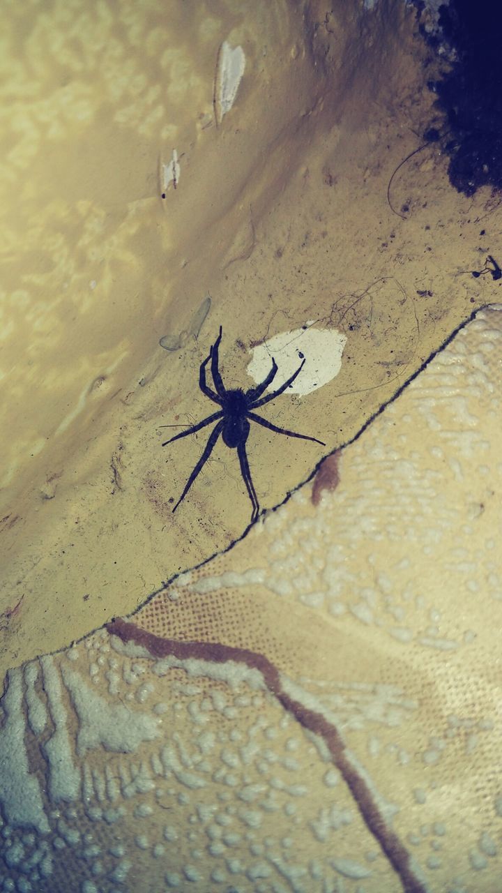 CLOSE-UP OF INSECT ON WALL