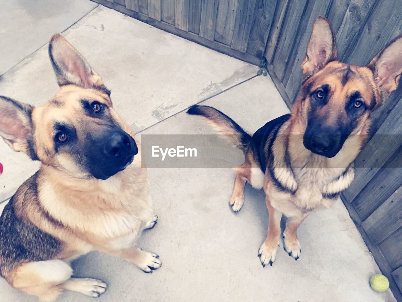 High angle portrait of german shepherds on footpath