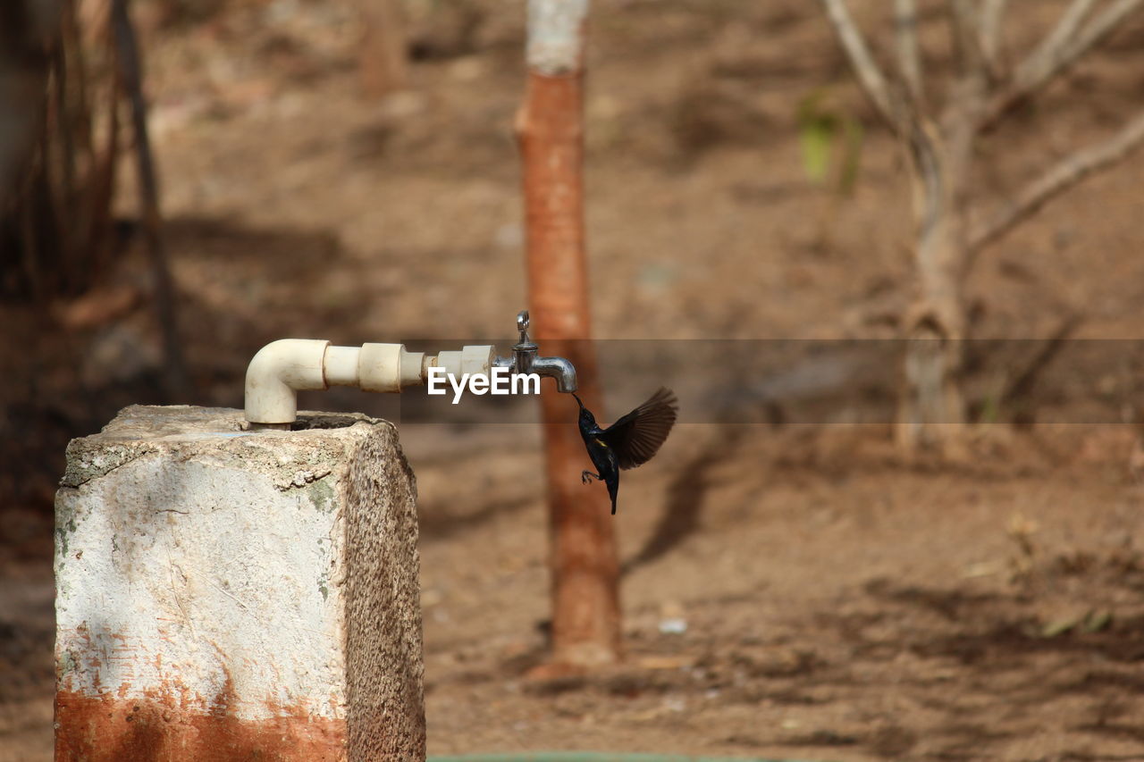 CLOSE-UP OF RUSTY PIPE ON FIELD