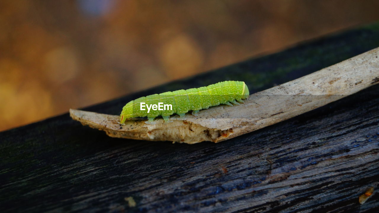 Close-up of green wooden plank