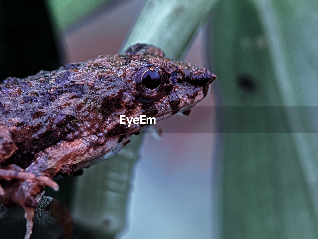 CLOSE-UP OF A LIZARD ON LEAF