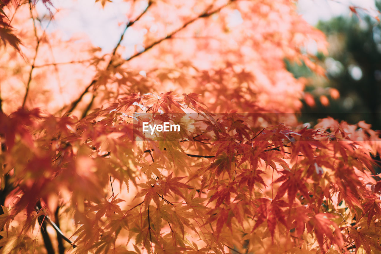 Close-up of maple leaves on tree