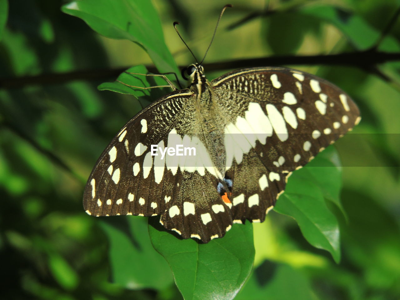 BUTTERFLY ON LEAF