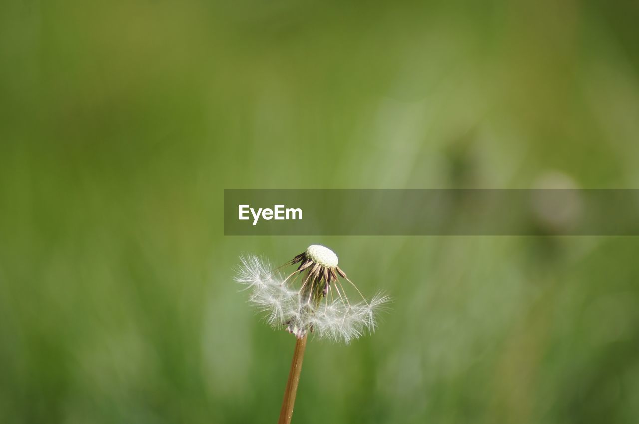 Close-up of dandelion on plant