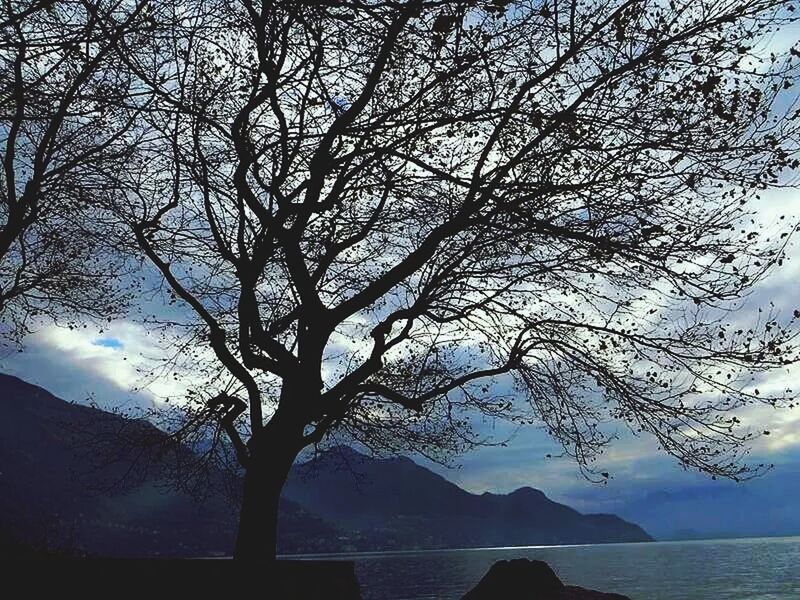 BARE TREES ON MOUNTAINS