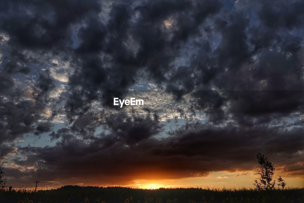 SILHOUETTE OF TREES AGAINST DRAMATIC SKY