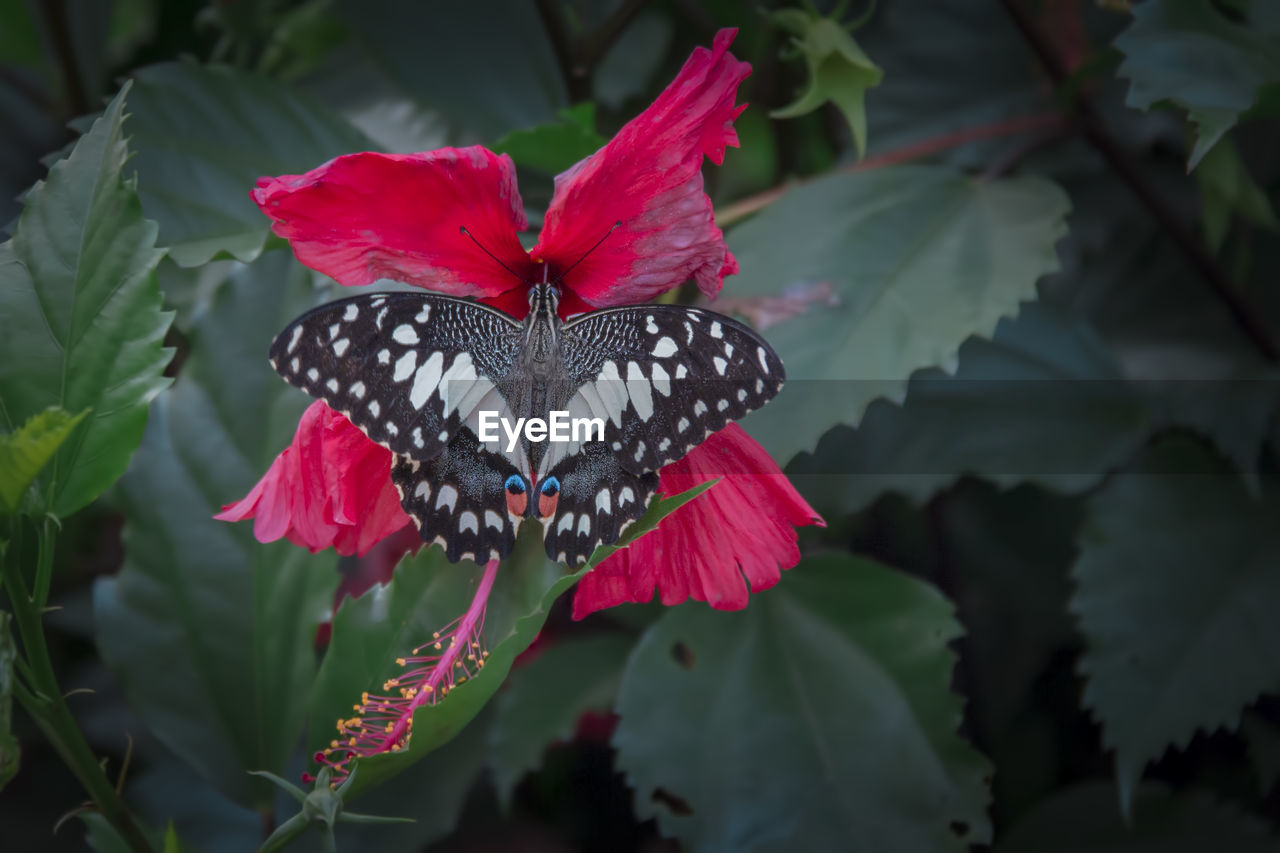 CLOSE-UP OF BUTTERFLY ON PINK FLOWER