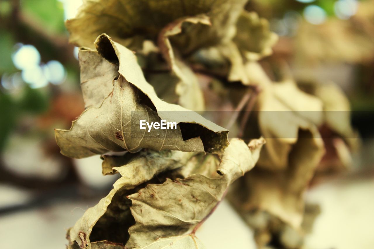 CLOSE-UP OF DRY AUTUMN LEAF