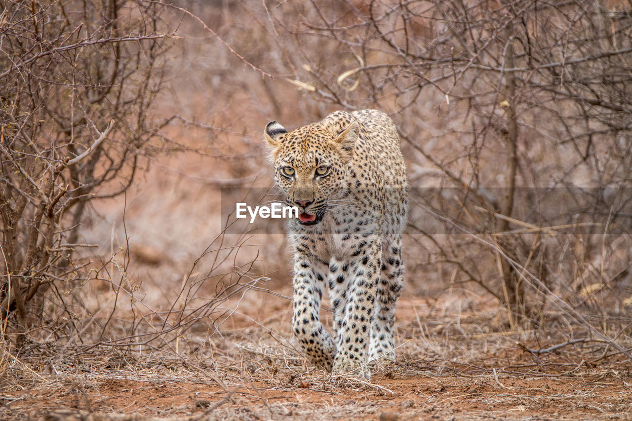 Leopard walking on field amidst dry plants