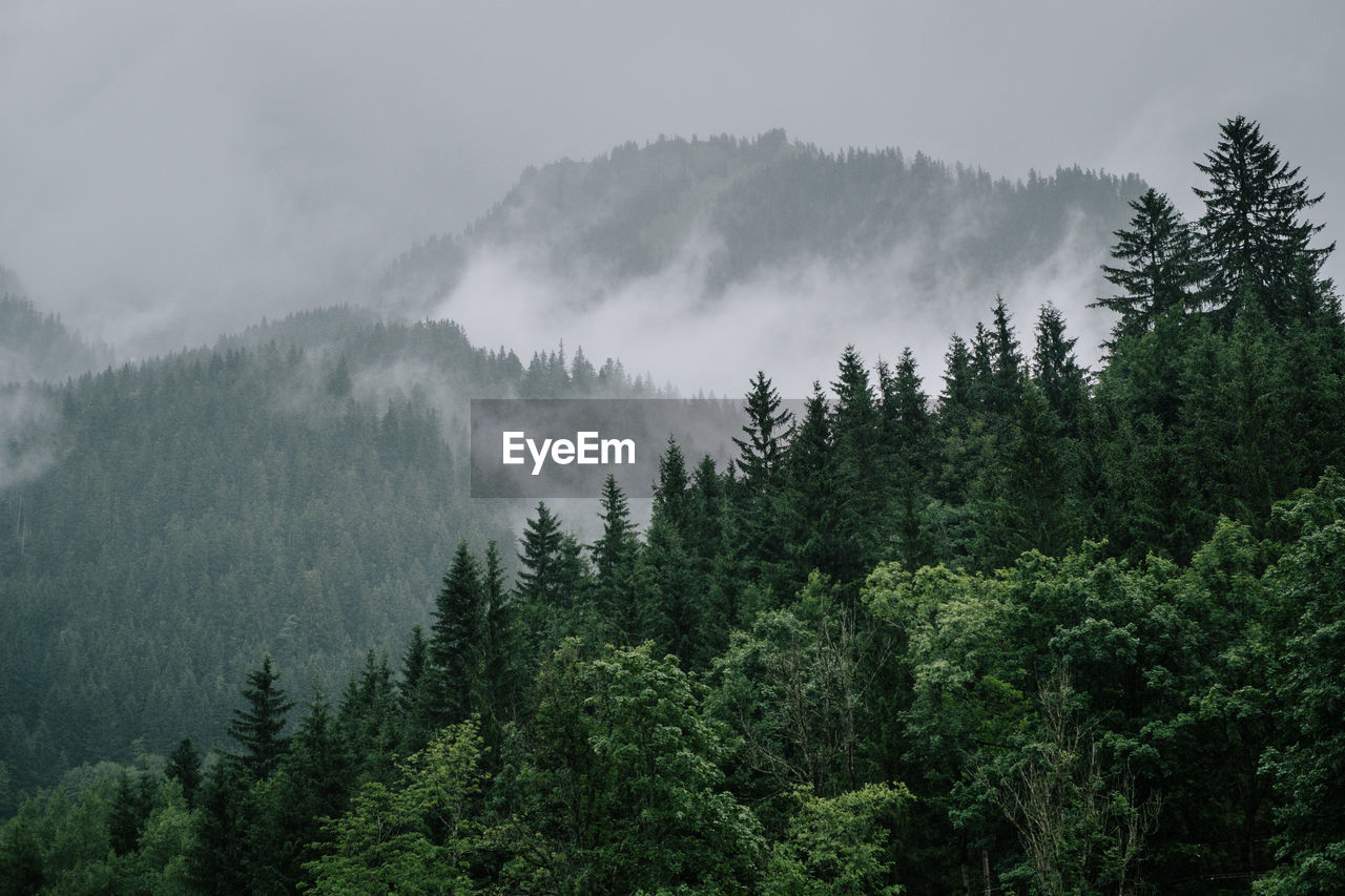 Pine trees in forest against sky