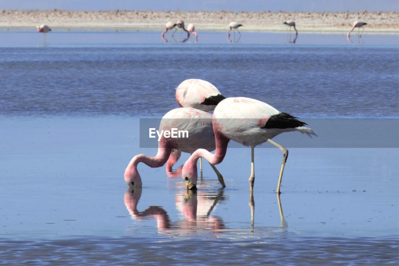 FULL LENGTH OF A BIRD ON BEACH