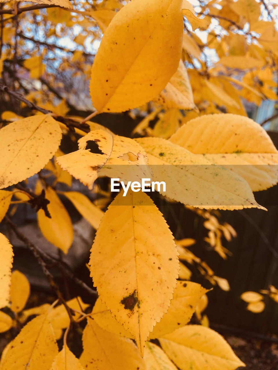 CLOSE-UP OF YELLOW MAPLE LEAF ON LEAVES