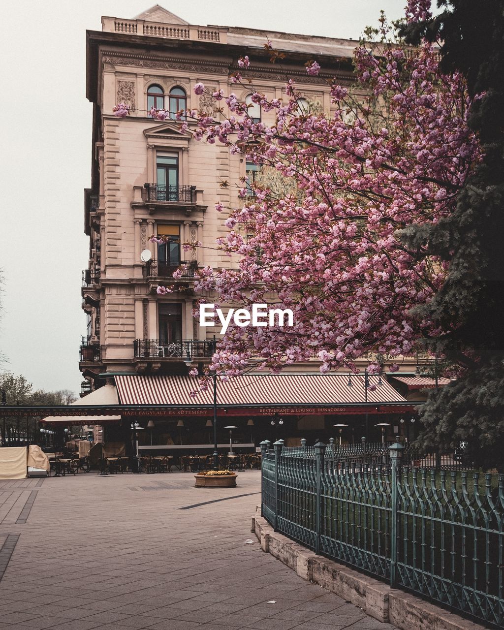 VIEW OF STREET AND PINK FLOWERING PLANTS BY BUILDING