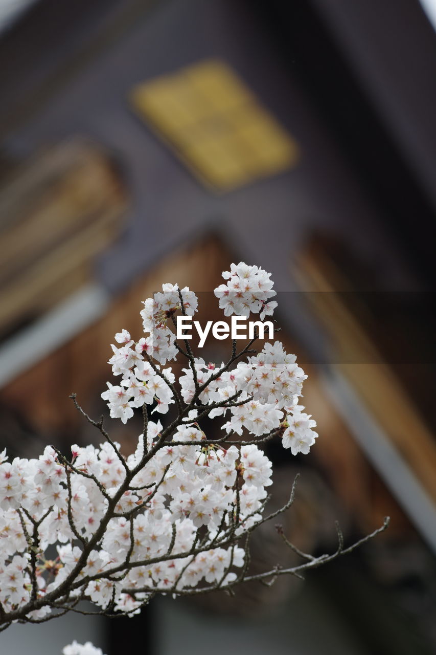 CLOSE-UP OF CHERRY BLOSSOM