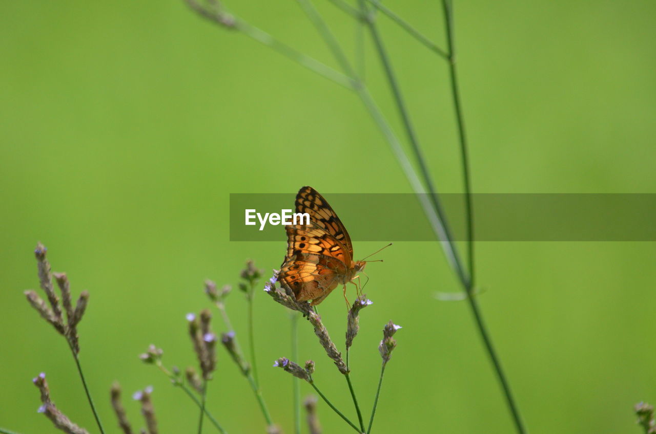 Close-up of butterfly on plant