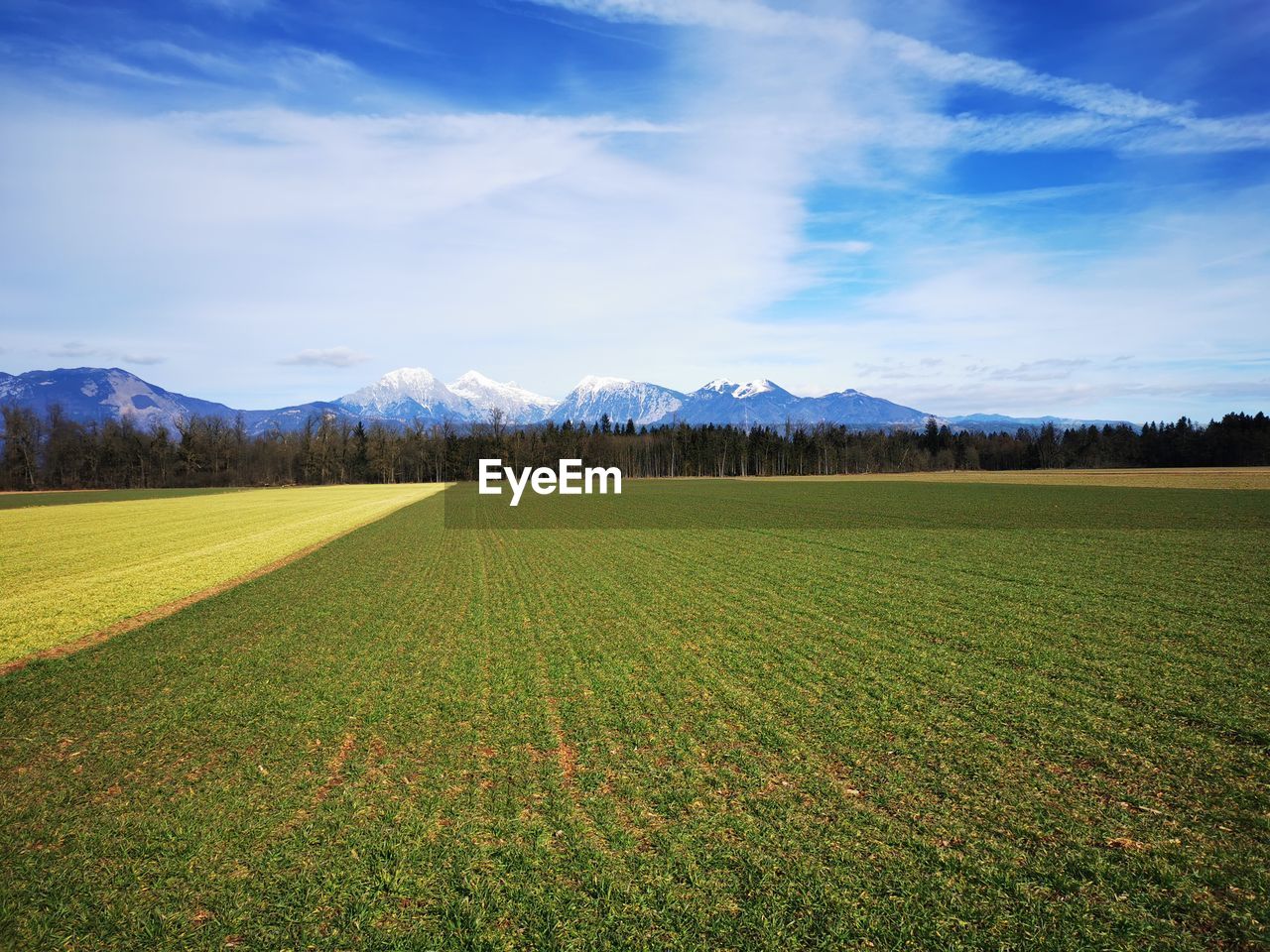 Scenic view of agricultural field against sky