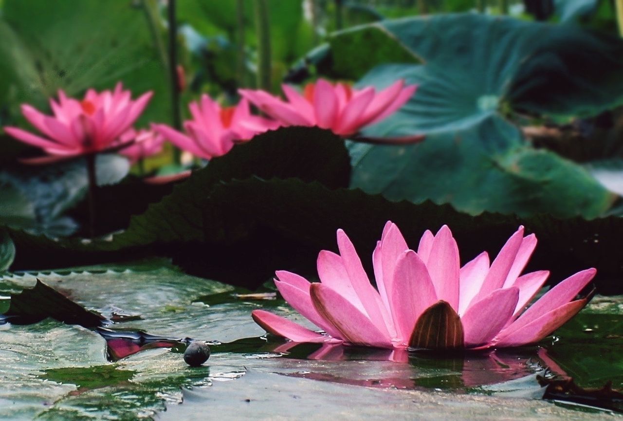 Lotus water lily in pond