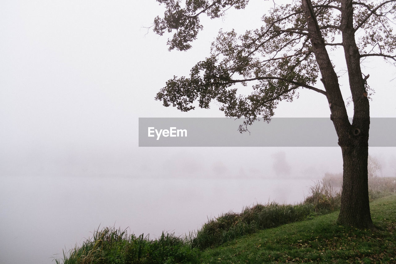 Trees on landscape against sky during foggy weather